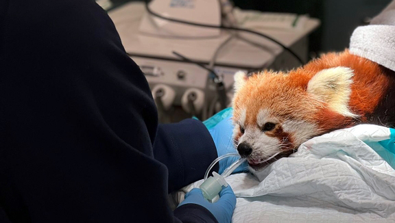 Красной панде из дублинского зоопарка вызвали стоматолога