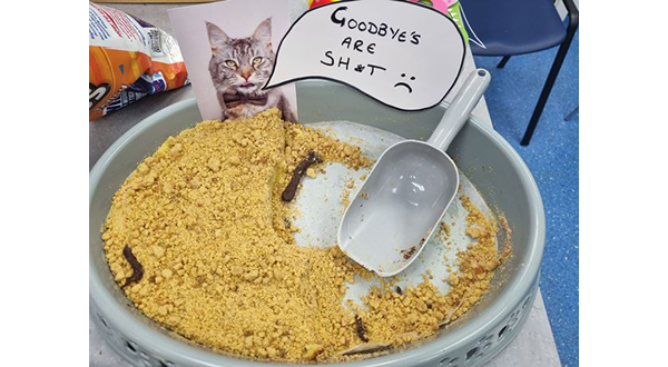 Ветсестра угостила коллег тортом в виде кошачьего лотка