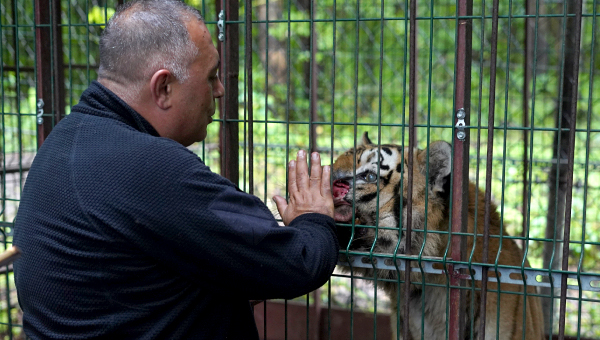 Тигр Гектор переезжает в центр реабилитации животных