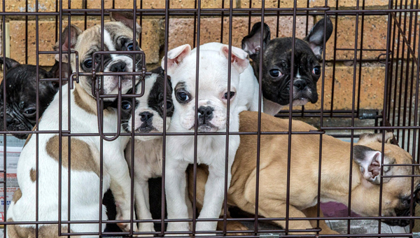 Количество нелегальных заводчиков собак растёт в Британии