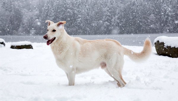 Диабет у собак чаще диагностируется зимой и на севере