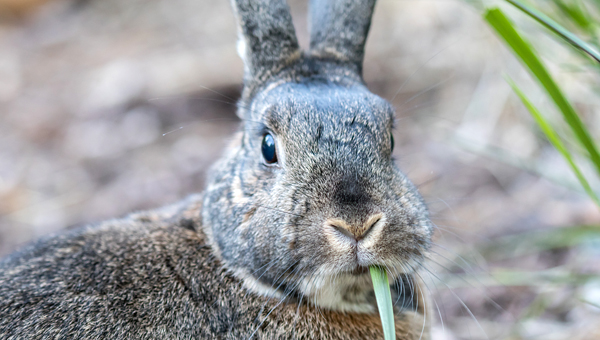 Смертельное заболевание кроликов может стать излечимым