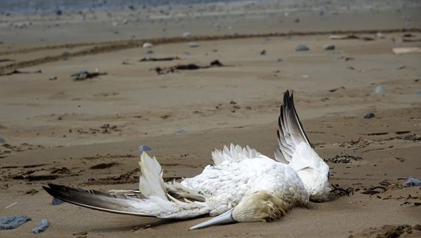На канадские берега выбросило трупы тысяч мигрирующих морских птиц