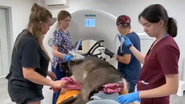 В Новосибирске оленю сделали компьютерную томографию