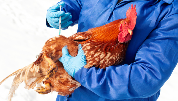 Вакцину против гриппа птиц зарегистрировали