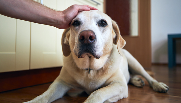Возрастные собаки: у ленивых риск когнитивной дисфункции выше