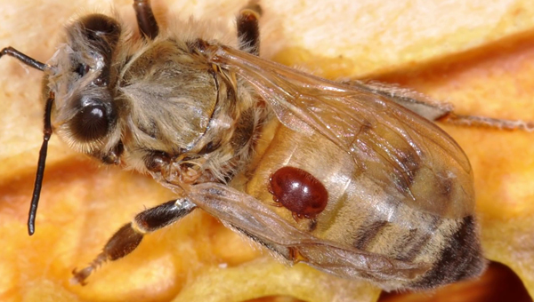С клещом, поражающим пчёл, борются австралийские врачи