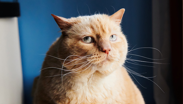 Всемирный день кошек: врачи озвучили главные проблемы питомцев