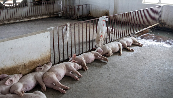 Десятки свиней погибли от вакцины против АЧС во Вьетнаме