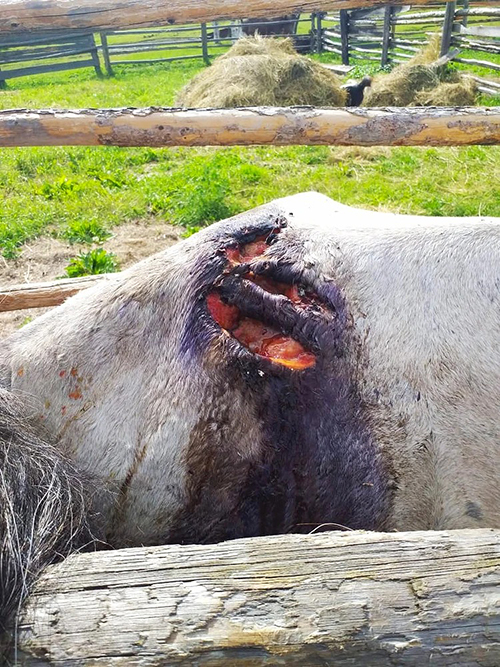 Ветврач помог лошади, пострадавшей от нападения медведя