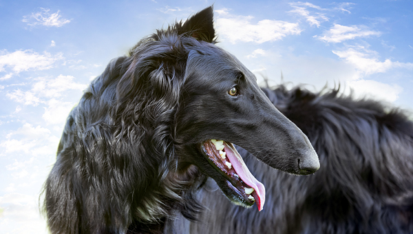 Фотовыставка «Отечественные породы собак» состоится в Москве