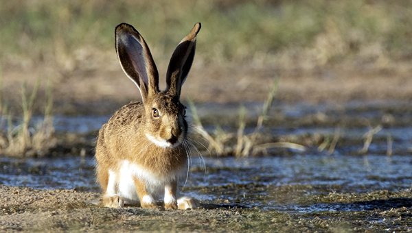 Учёные исследовали новую форму миксоматоза иберийских зайцев