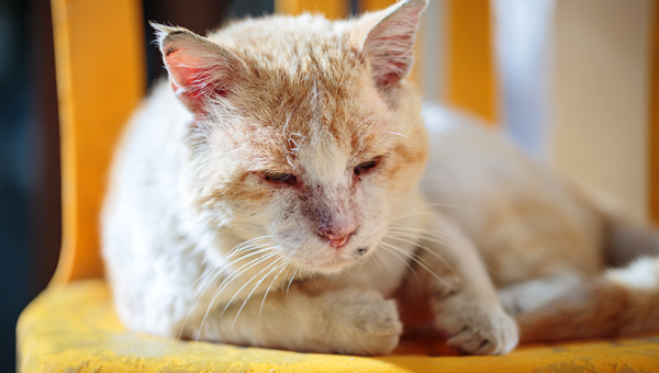 В Вайоминге кошка умерла от чумы