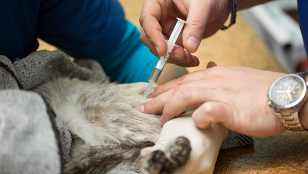 WSAVA обновила рекомендации по обезболиванию в ветеринарии