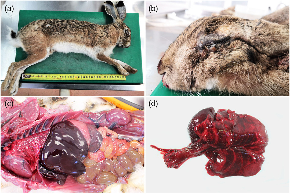 Учёные исследовали необычную форму миксоматоза у иберийских зайцев