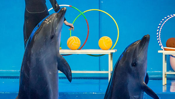 В Приморье выясняют причины гибели дельфина в океанариуме