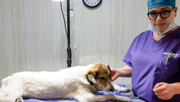 Mayhew открыла клинику стерилизации животных в Тбилиси