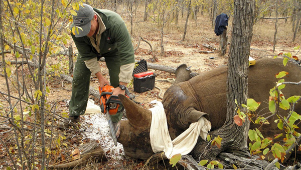 Удаление рогов у носорогов не оказывает негативного влияния
