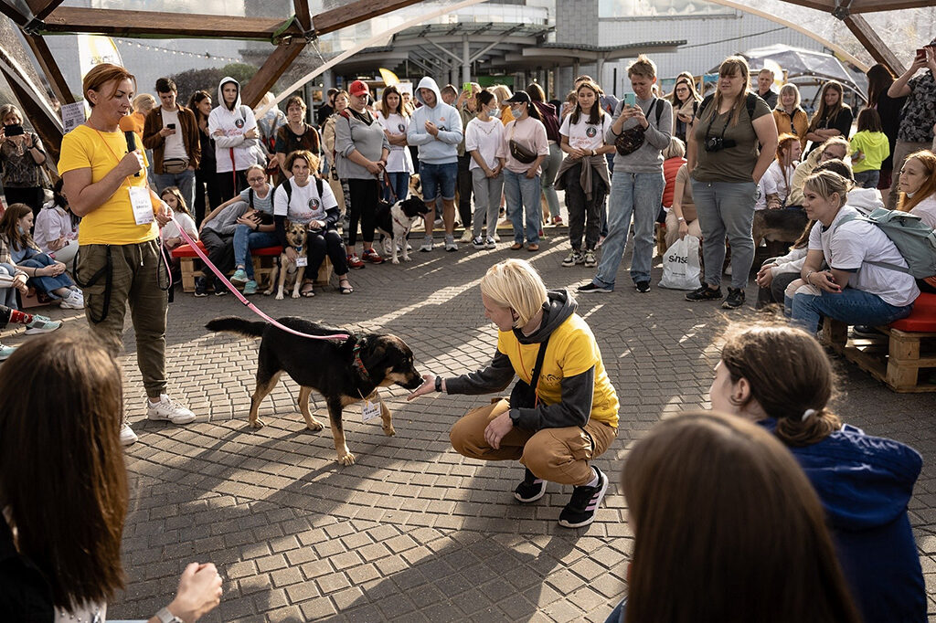 Фонд «Собаки, которые любят» запланировал проведение фестиваля