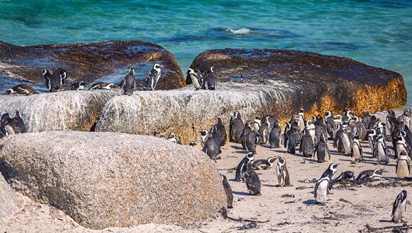Из-за гриппа птиц вымирает колония пингвинов в ЮАР