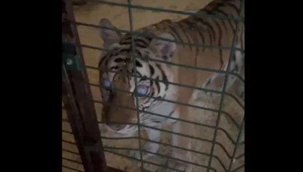 В Саратове спасают тигрицу, запертую в сарае