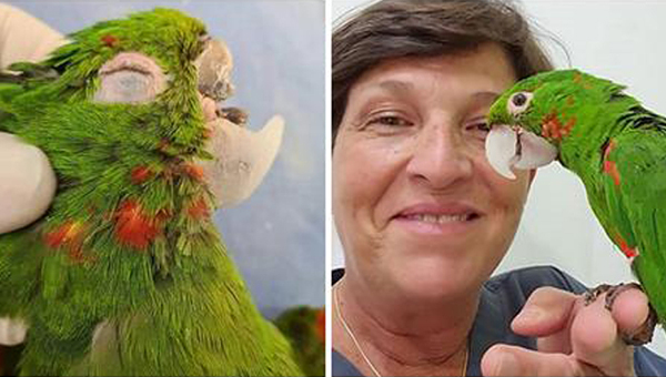 Травмированному попугаю установили протез клюва