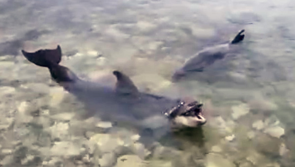 Дельфинов из дельфинария Севастополя выставили «на улицу»
