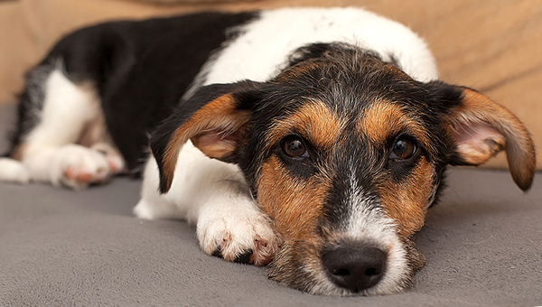 Новый препарат для лечения панкреатита у собак одобрен FDA