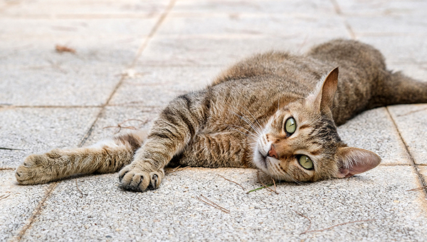 Стерилизацию кошек без операции изучат за счёт Фонда Морриса