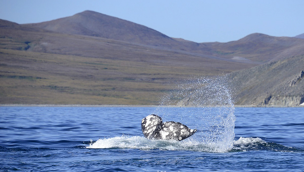 В «Берингии» изучают причину неприятного запаха китов