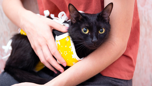 В Госдуму внесён законопроект о стерилизации кошек и собак