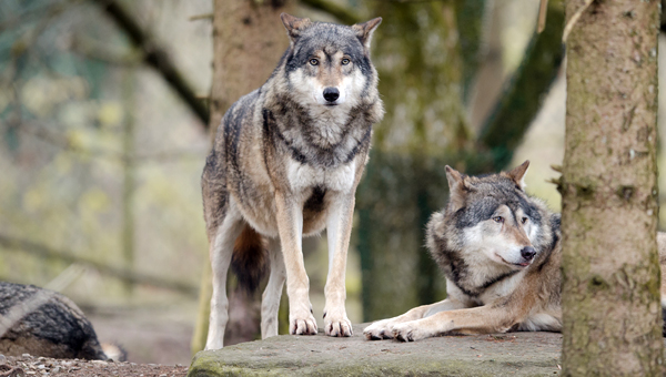 Учёные изучили влияние токсоплазмоза на волков