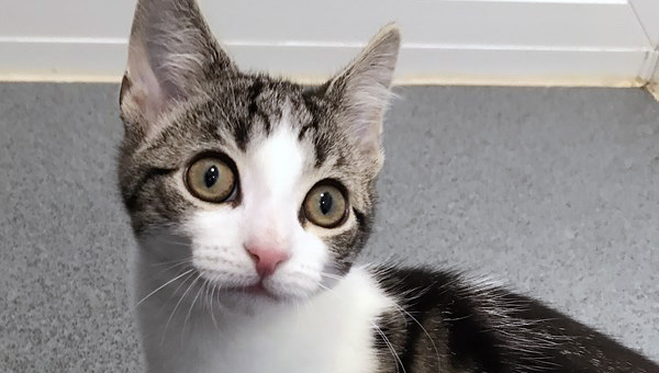 Британские зоозащитники обнаружили «бесполого» котёнка