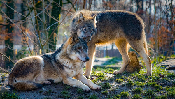 Вспышки чумы плотоядных влияют на окрас волков