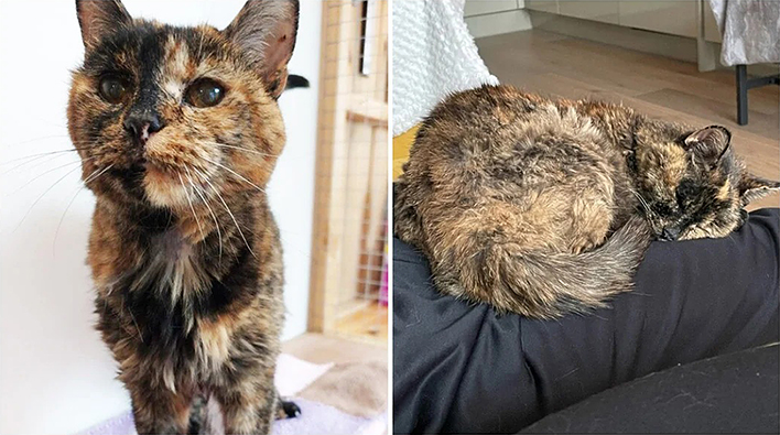 В Книгу рекордов Гиннесса внесена Флосси — самая пожилая кошка в мире