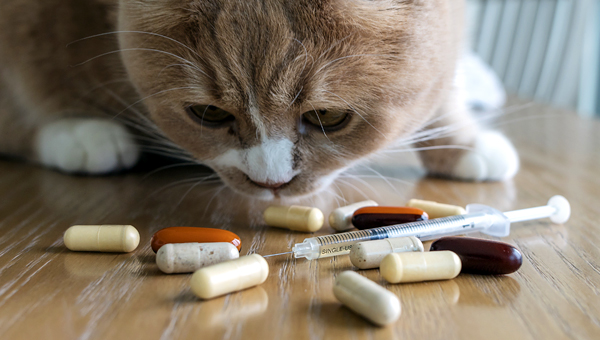 Препарат для кошек с диабетом одобрили в США
