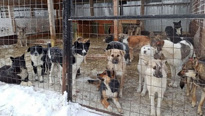Бруцеллёз у собак обнаружен в приюте Якутска