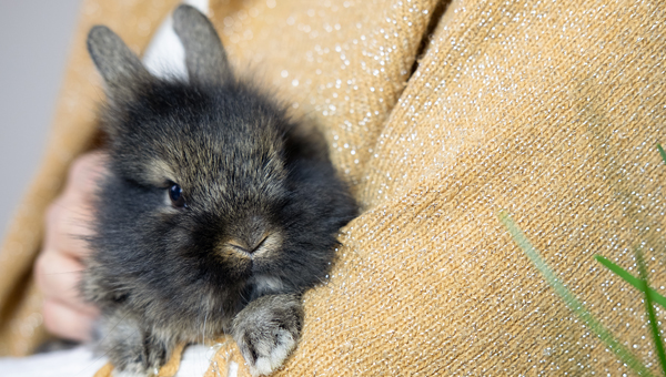 В зоомагазинах Беларуси резко увеличился спрос на кроликов 