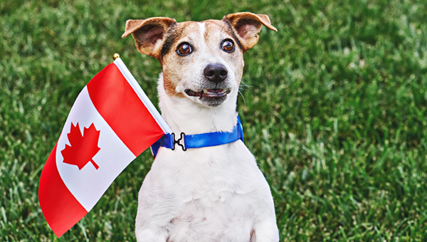Рынок кормов для собак в Канаде быстро растёт