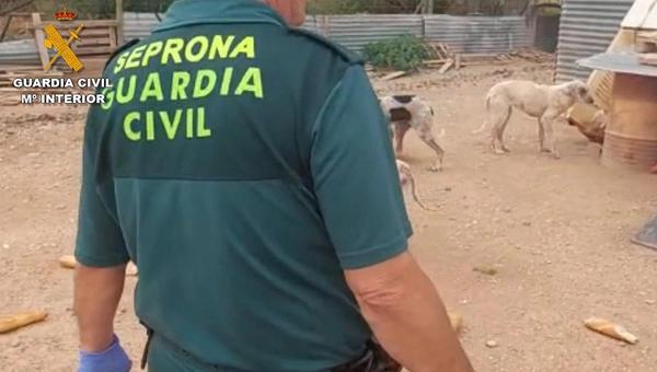 Испанская полиция и ветслужба спасли 16 собак 