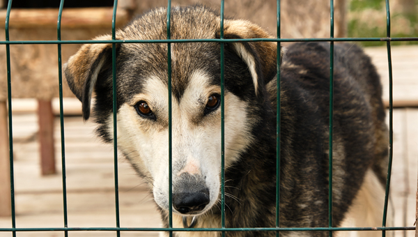 Частные приюты для собак в Башкирии получат господдержку