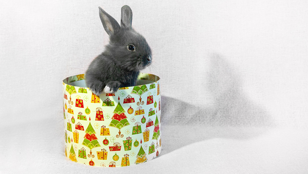 Челябинский зоопарк просит не дарить кроликов на Новый год