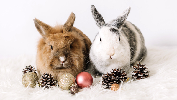Московский зоопарк просит не дарить кроликов на Новый год