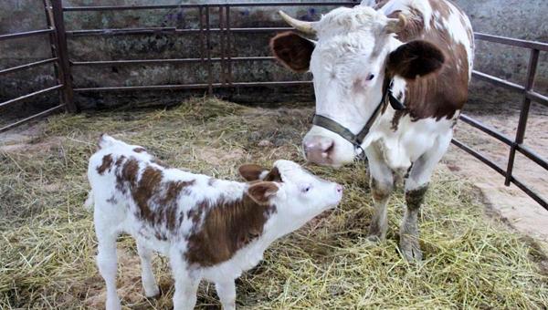 Клонированная корова впервые принесла потомство