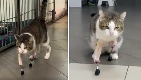 Ветврачи из Новосибирска установили коту бионические протезы