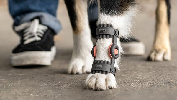 «Печатные» протезы для собак делают в Великобритании