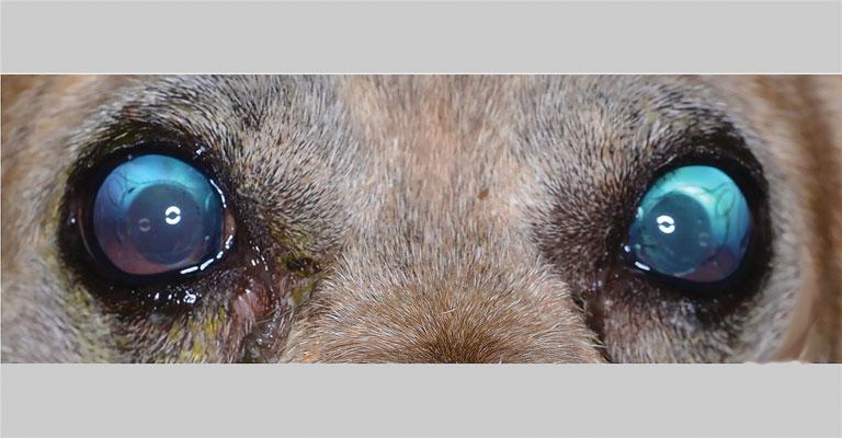 Синдром Урретс-Завалия после удаления катаракты у собак - Зооинформ