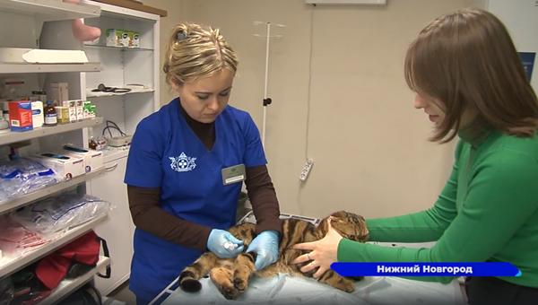 Пятый ветеринарный кабинет открылся в Нижнем Новгороде