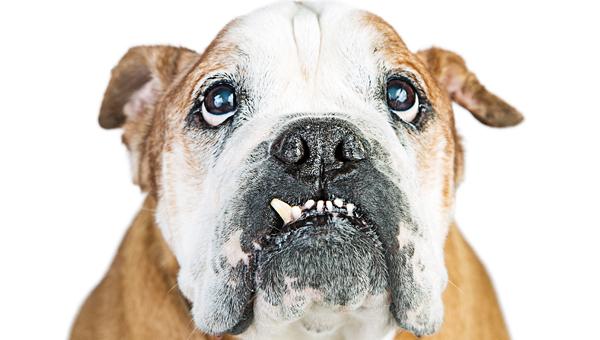 Разработан новый метод лечения язвенного кератита у собак