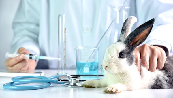 Ветеринарные правила для кролиководов изменятся в 2024 году